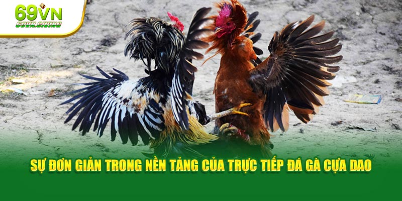 Sự đơn giản trong nền tảng của trực tiếp đá gà cựa dao